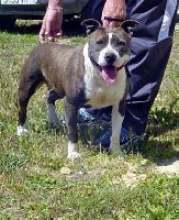 Étalon American Staffordshire Terrier - Titre Initial Ukaya de la crique de flojule