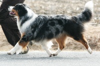 Étalon Berger Australien - That's blue-eyes-sipaï de l'Orée des charmois
