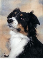 Étalon Berger Australien - Shelly black de l'Orée des charmois