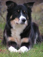 Étalon Border Collie - Fleet calalamity jane von sumelocenna