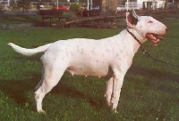 Étalon Bull Terrier - La gioconda the perfect bull (Sans Affixe)