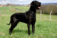 Étalon Dogue allemand - Royal ideal Diams noir