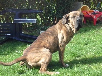 Étalon Fila Brasileiro - Varia tigra du Domaine des Hurons