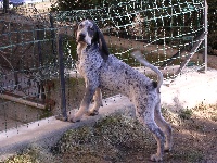 Étalon Petit bleu de Gascogne - Brigant des Bauges du Senepy