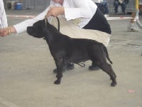 Étalon Staffordshire Bull Terrier - CH. Mein staffi Ziiel
