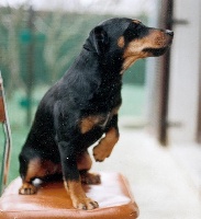 Étalon Terrier de chasse allemand - CH. Nora Du charme des highlands