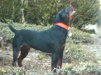 Étalon Terrier de chasse allemand - CH. Thabor Du charme des highlands