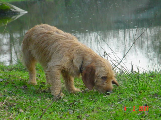 Voltige du pont Pager