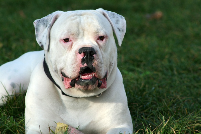 Publication : Lulu's Kennel 