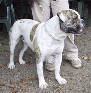 mancera's and mac's Rocky bullboa