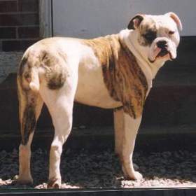 braveheart's Tiger lilly