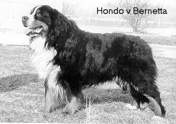 CH. Hondo von bernetta