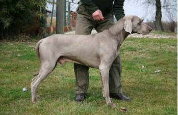 Publication : of Scodinzolandia 