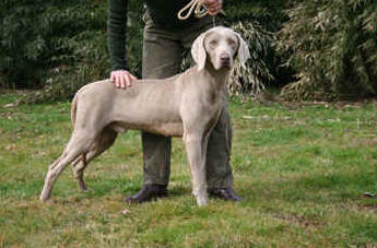 Publication : of Scodinzolandia 