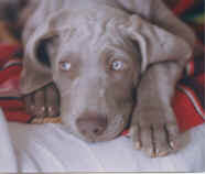 Publication : of Scodinzolandia 