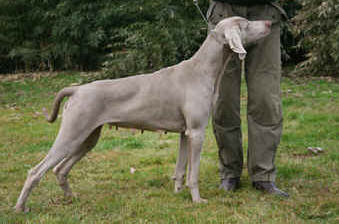 Publication : of Scodinzolandia 