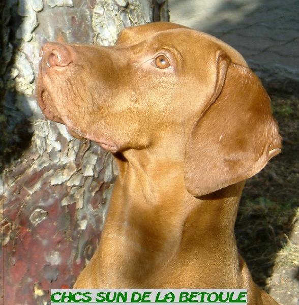 CH. Sun De la betoule