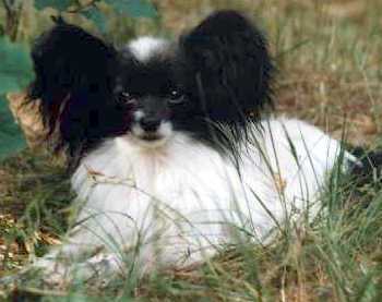 Publication : De bel dahlia