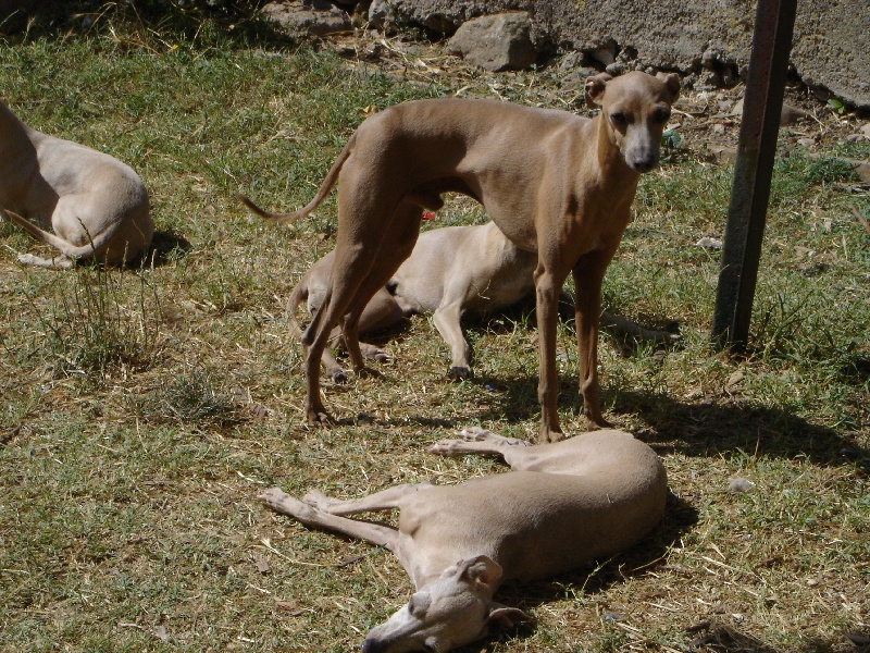 CH. Tootsie De la roche hue