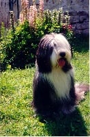 Étalon Bearded Collie - Something Else La passionata