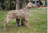 Étalon Braque de Weimar - CH. Epsilon van de putterslamp