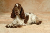 Étalon Cocker Spaniel Anglais - Abby du Moulin de L'Archat