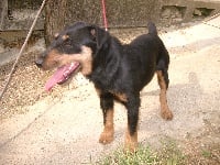 Étalon Terrier de chasse allemand - CH. Usée Des coteaux de porte tény