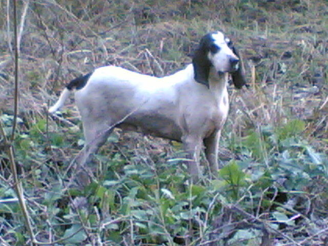 Oceane (Sans Affixe)