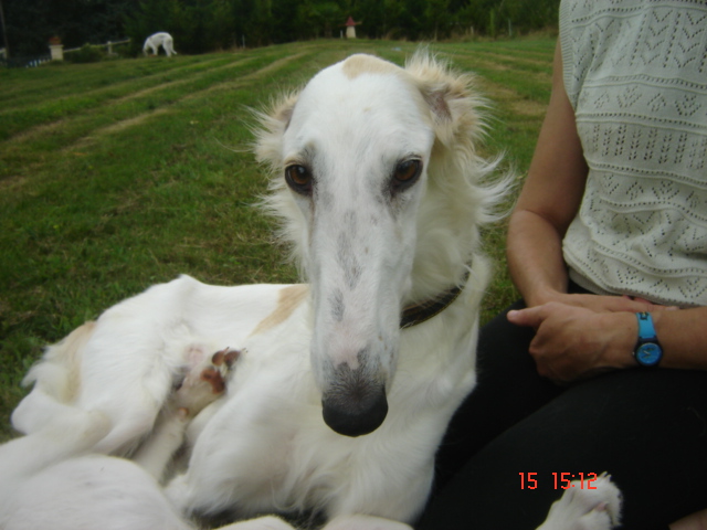 Publication : d'Aleksandrovsh 