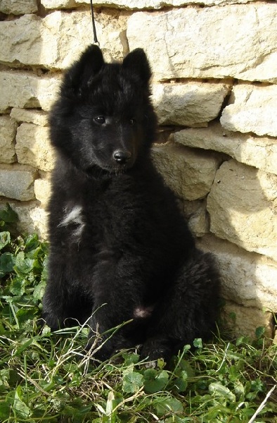 Buster black De d'artamas