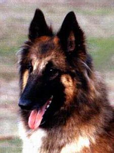 CH. Dylan van de lamar