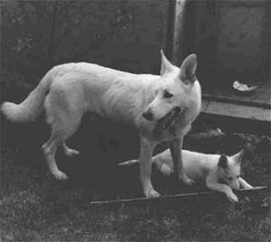 shangrila's Sweety girl