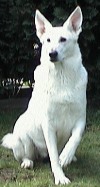 Betty boop of the white wolves home