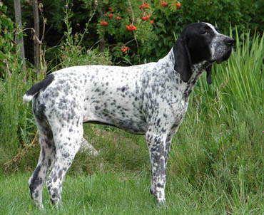 Publication : Le Bleu Cardinalis