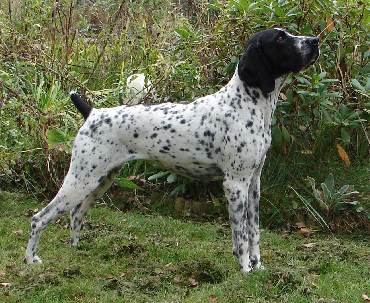 Publication : Le Bleu Cardinalis