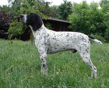 Publication : Le Bleu Cardinalis