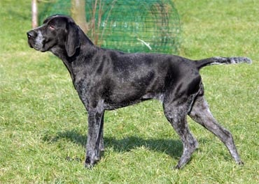 Publication : Le Bleu Cardinalis 