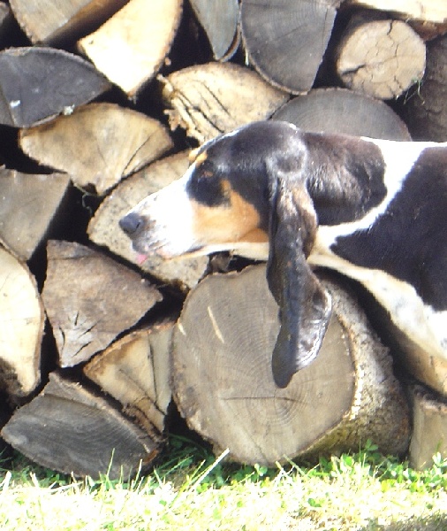 Publication : des Echos de Puymerle 