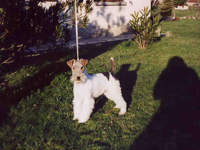 CH. Sun flower Du clos du castellan