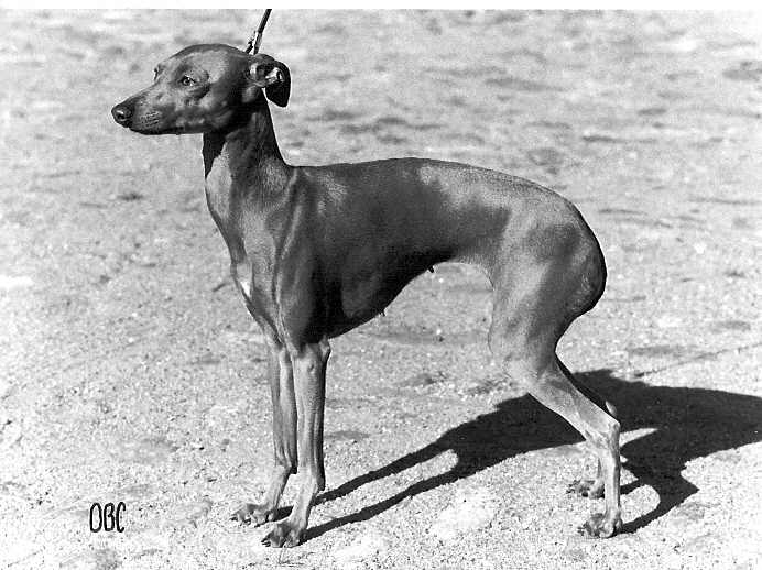 CH. il cagnolino Etazia