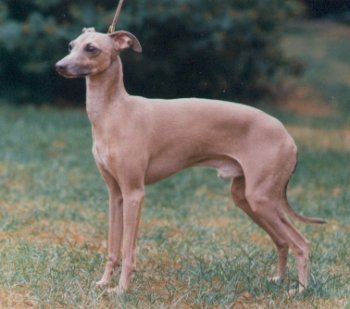 CH. il cagnolino Duciano