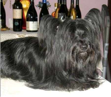 CH. glorfindel Bijou solitaire