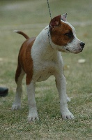 Étalon American Staffordshire Terrier - Touch of Eminence Beauty sinjin