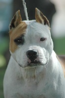 Étalon American Staffordshire Terrier - A beautiful girl du Val D'Arijan