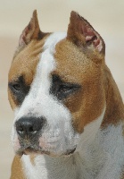 Étalon American Staffordshire Terrier - Very limited edition val d'arijan