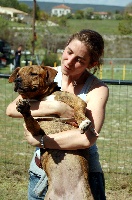 Étalon American Staffordshire Terrier - Arwyn of little Bomber