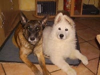 Étalon Berger Blanc Suisse - Baltic Des garous du maquis