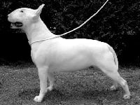 Étalon Bull Terrier - Untitled Vespertine