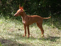 Étalon Cirneco dell-Etna - colombian friend's Cierto chili