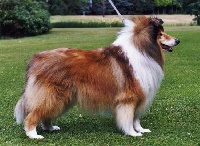 Étalon Colley à poil long - CH. Scottlyme Xby chance